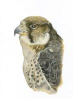 Peregrine drawing with digital coloring (2013)